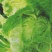 夏阳白白菜2-3斤净菜