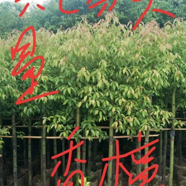 香樟六分八分十分，欢迎订购来电