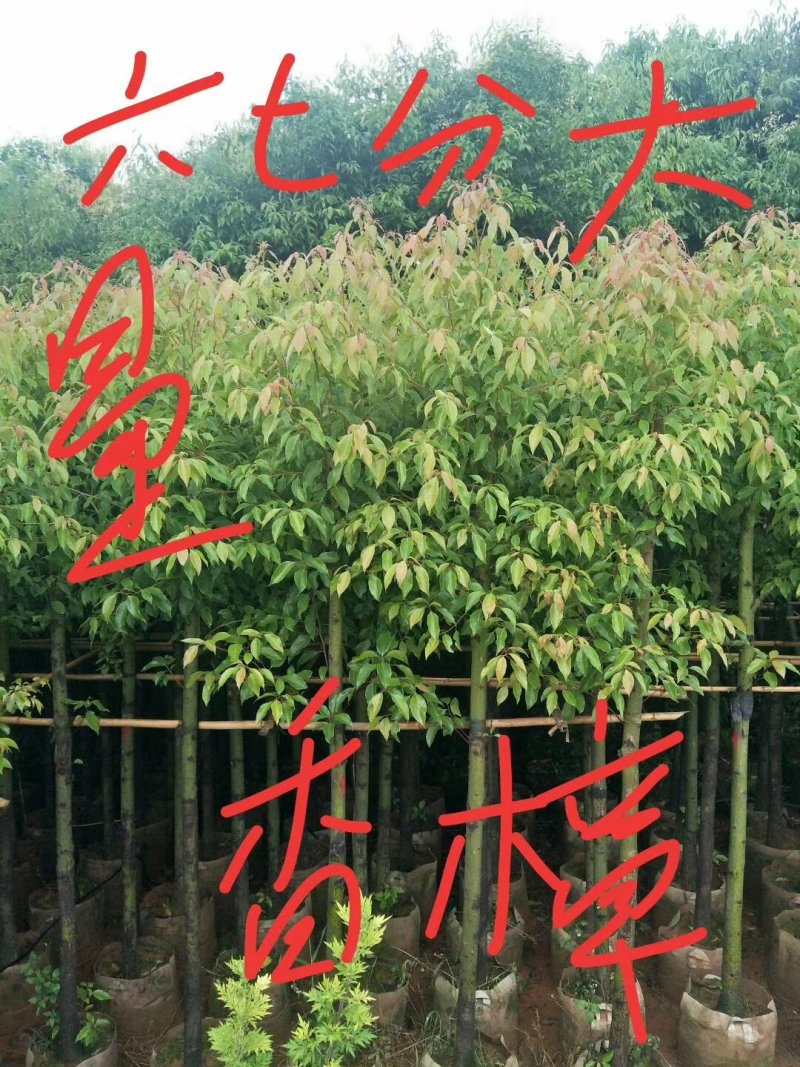 香樟六分八分十分，欢迎订购来电