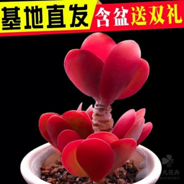 新款多肉植物组合盆栽多肉绿植花卉室内批发肉肉含盆老