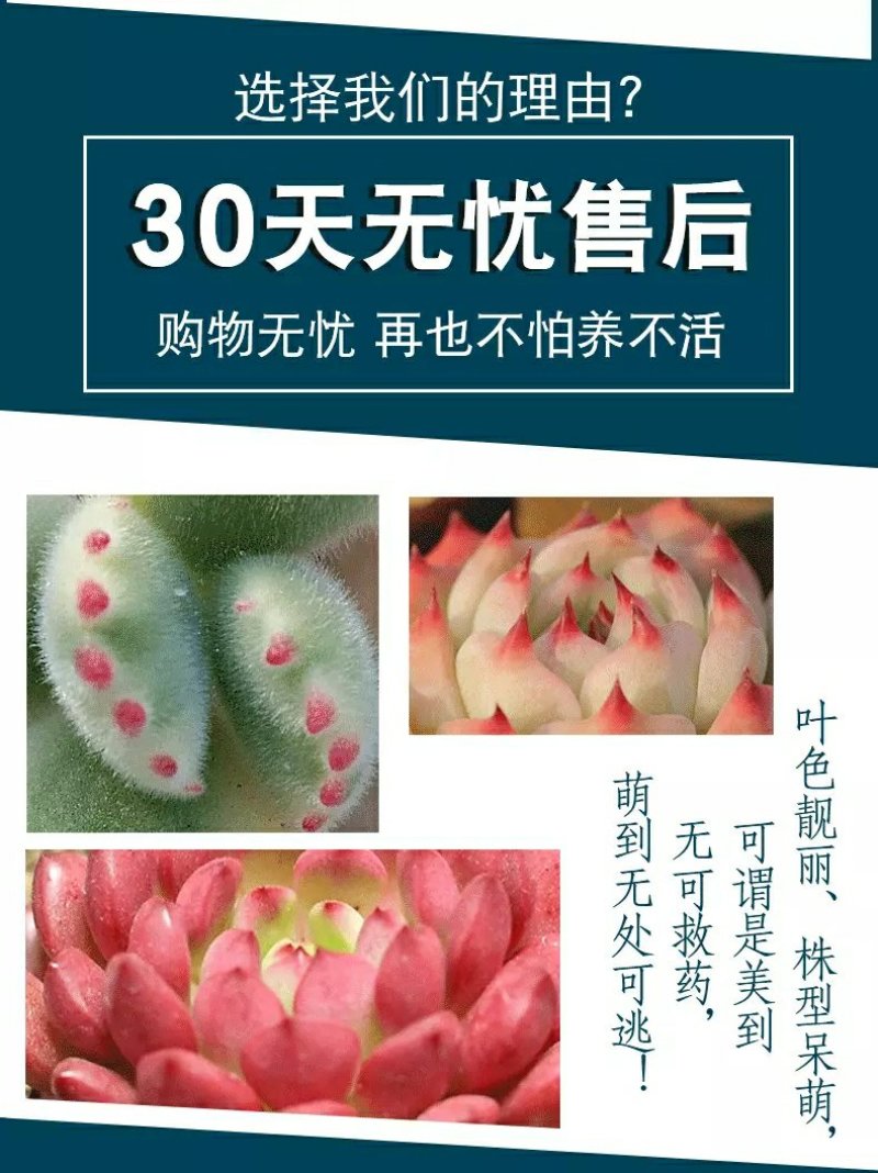新款多肉植物组合盆栽多肉绿植花卉室内批发肉肉含盆老