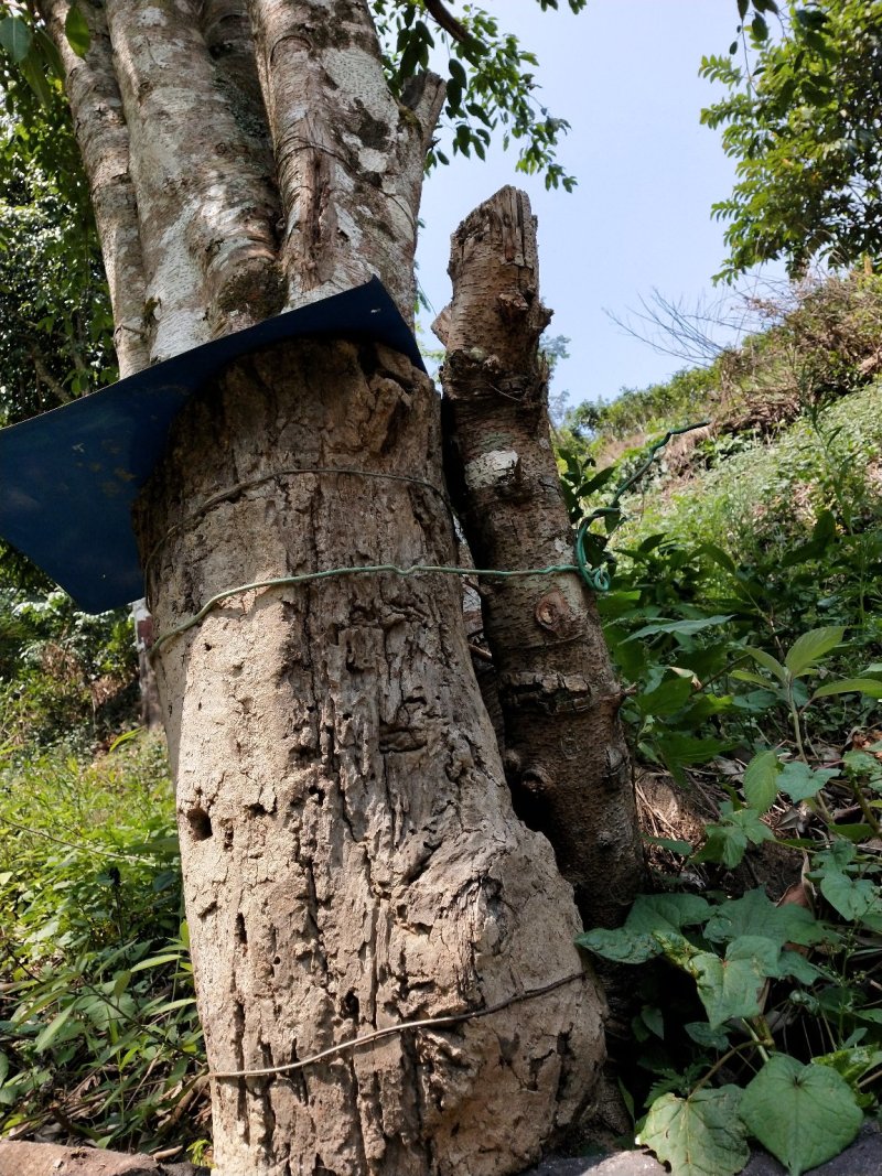 深山老林里的野生蜂蜜