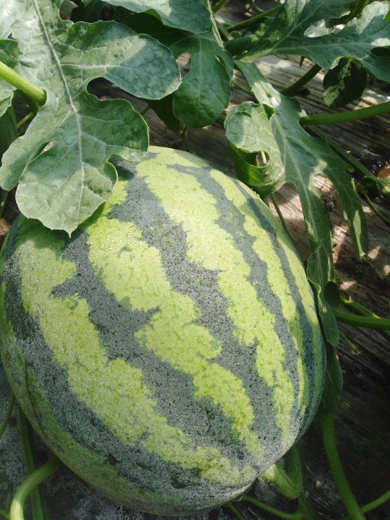潍坊甜王西瓜种植基地直供精品西瓜大量上市中一手货源