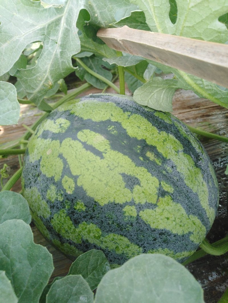潍坊甜王西瓜种植基地直供精品西瓜大量上市中一手货源
