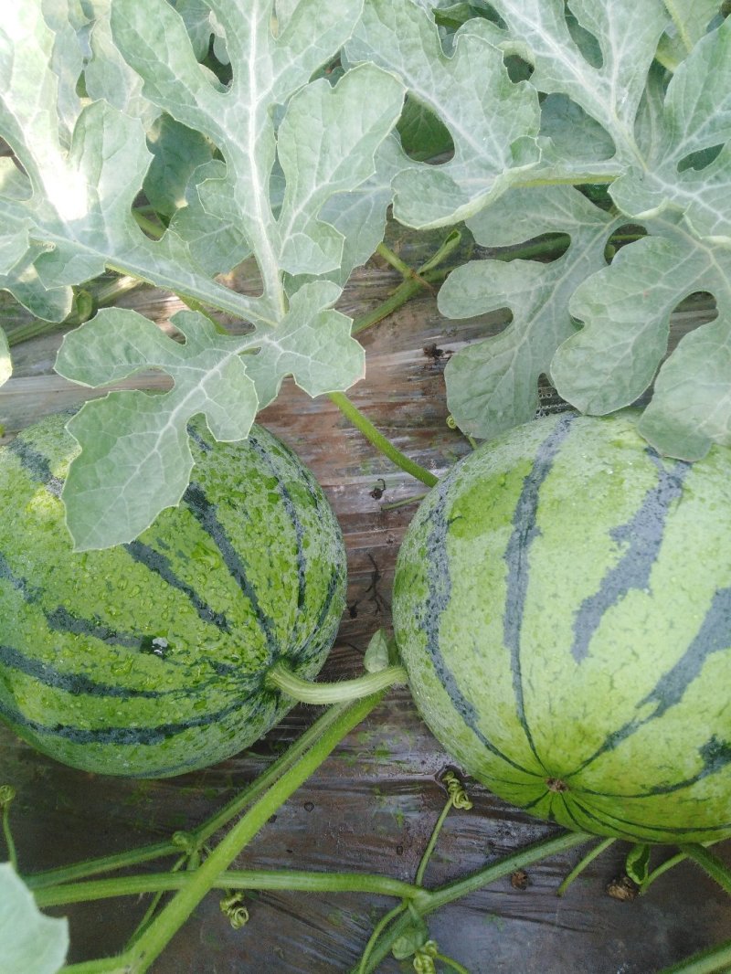 潍坊甜王西瓜种植基地直供精品西瓜大量上市中一手货源