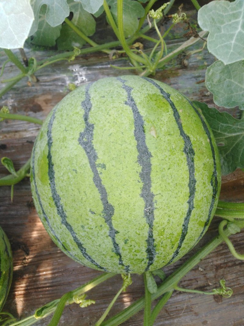 潍坊甜王西瓜种植基地直供精品西瓜大量上市中一手货源