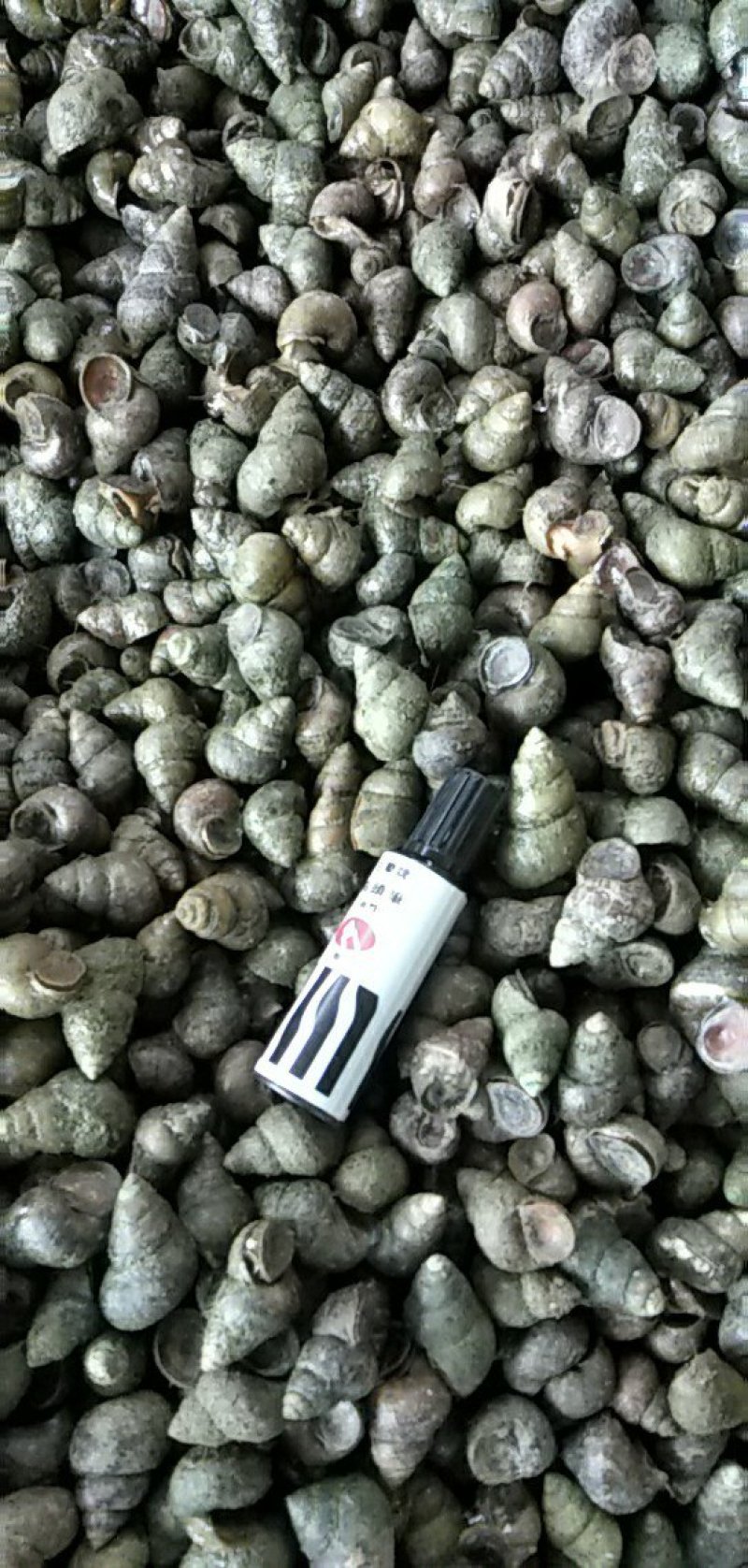 清水虾塘田螺，各种规格都有，量大优惠，质量保证！