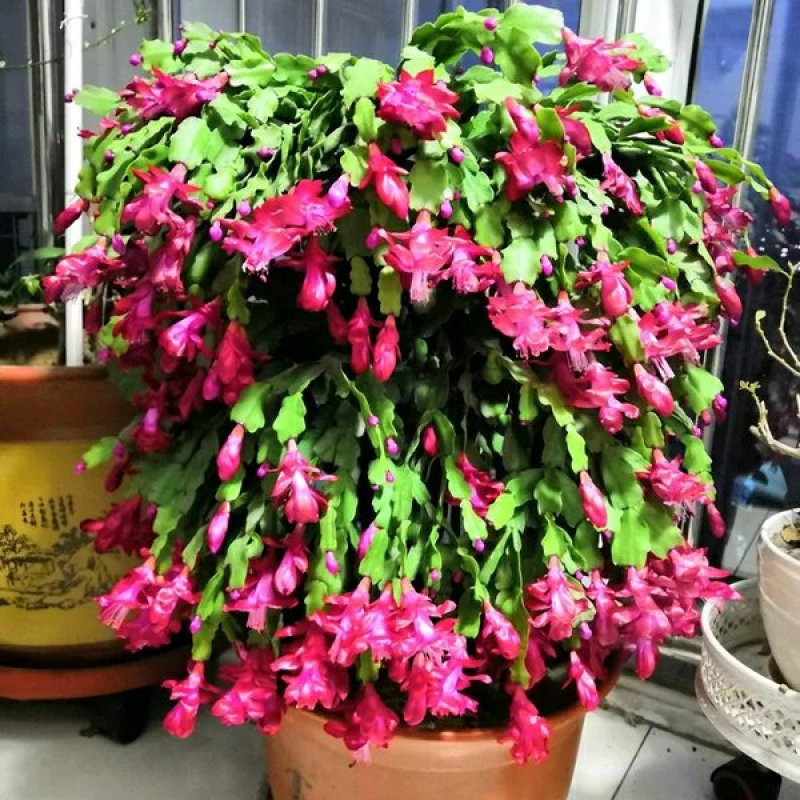 嫁接进口老汉蟹爪兰苗新品种带花苞盆栽阳台植物四季开花多色