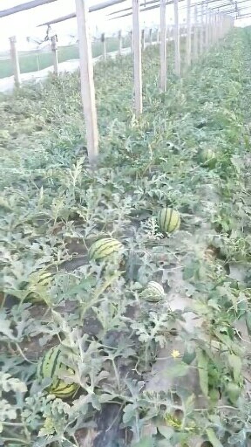 西瓜一甜王西瓜，个大皮薄，甜度高，口感好