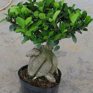【小榕树盆栽造型树桩细叶榕树小榕树盆景植物尖叶榕树发财