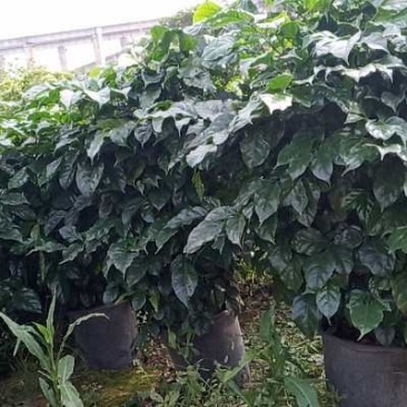 绿宝，海南豆瓣树，基地直销物美价廉