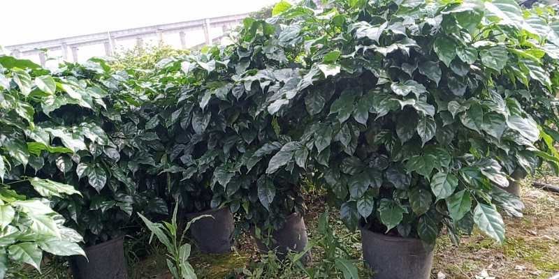 绿宝，海南豆瓣树，基地直销物美价廉