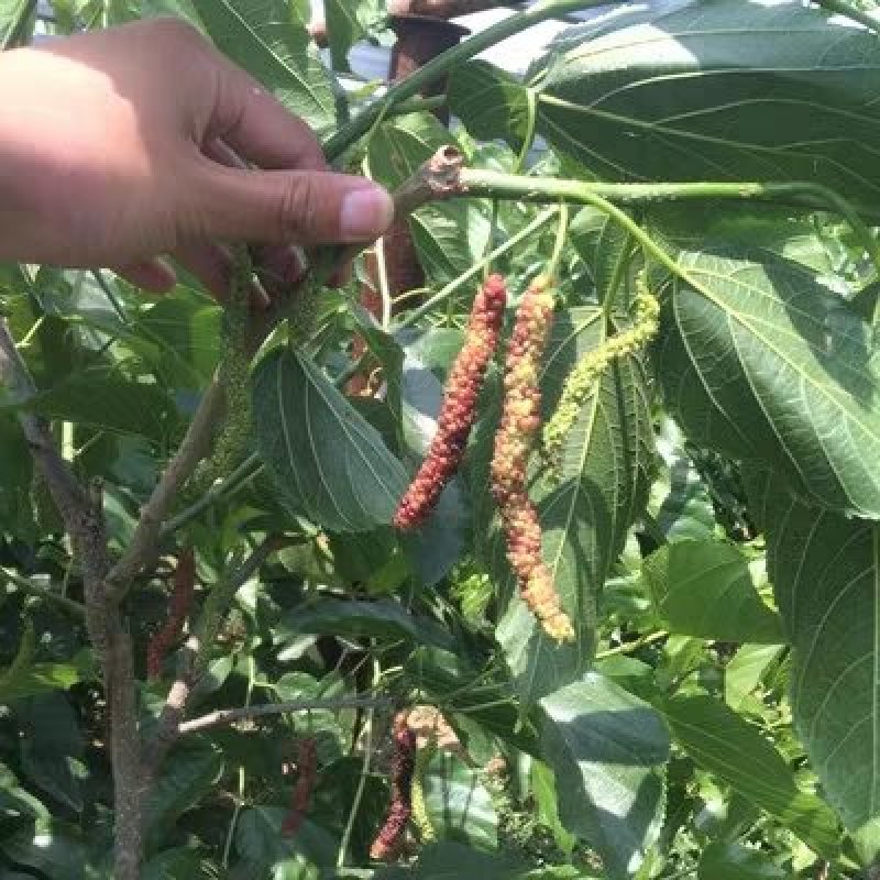 果桑苗树莓苗桑葚苗地栽盆栽养蚕四季果树苗南方北方种植桑树