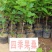 果桑苗树莓苗桑葚苗地栽盆栽养蚕四季果树苗南方北方种植桑树