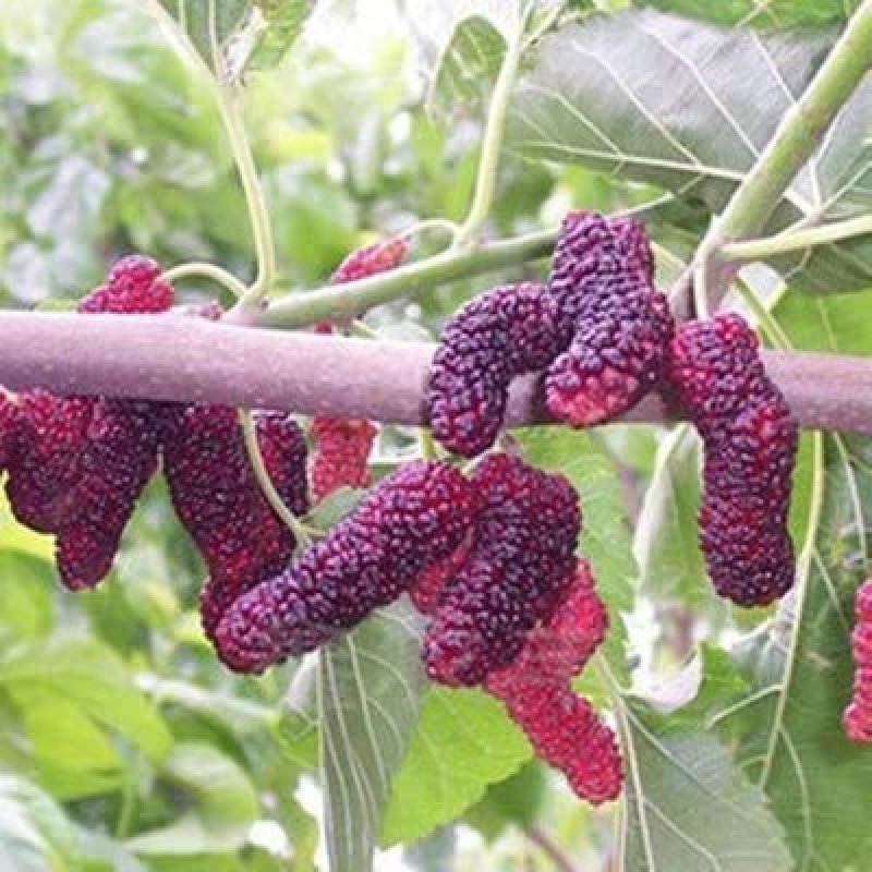 果桑苗树莓苗桑葚苗地栽盆栽养蚕四季果树苗南方北方种植桑树