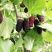 果桑苗树莓苗桑葚苗地栽盆栽养蚕四季果树苗南方北方种植桑树