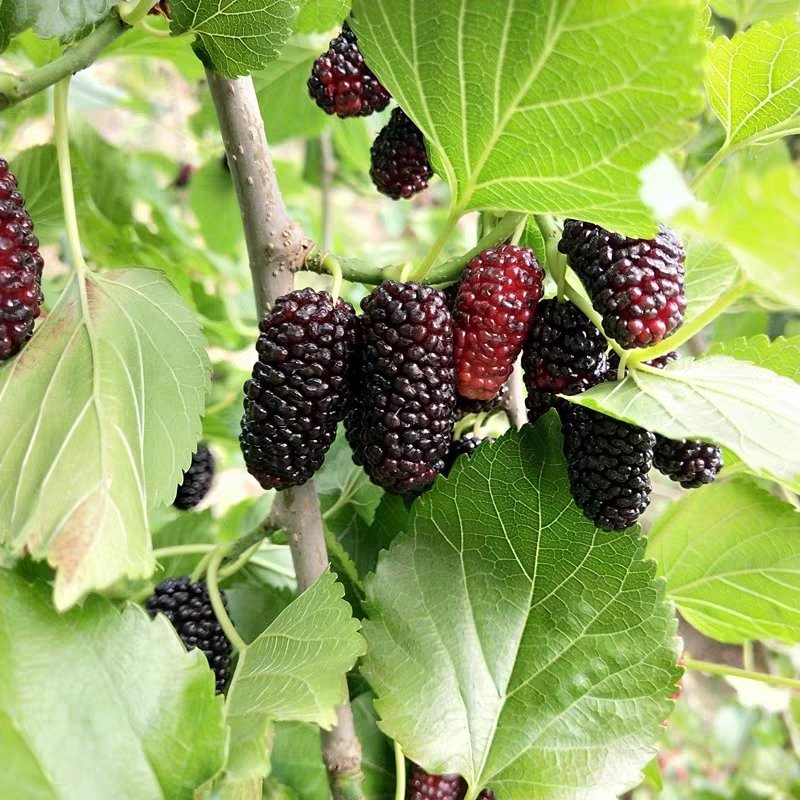 果桑苗树莓苗桑葚苗地栽盆栽养蚕四季果树苗南方北方种植桑树