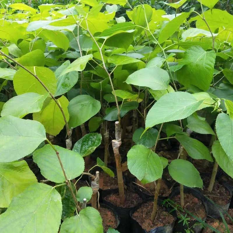 果桑苗树莓苗桑葚苗地栽盆栽养蚕四季果树苗南方北方种植桑树