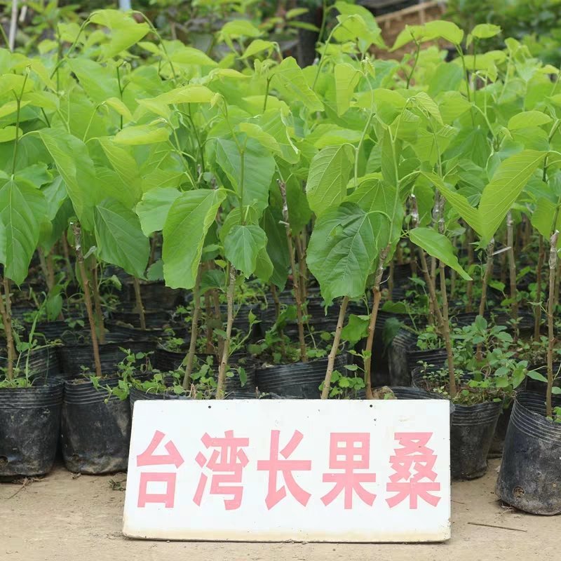 果桑苗树莓苗桑葚苗地栽盆栽养蚕四季果树苗南方北方种植桑树