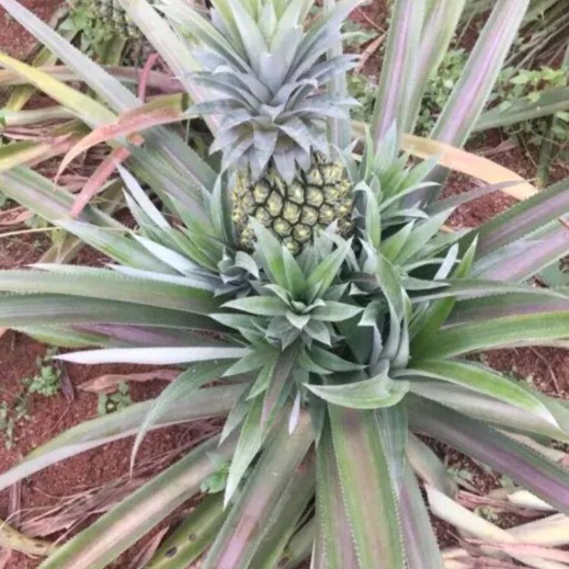 凤梨苗地菠萝苗当年结果可盆栽
