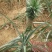 凤梨苗地菠萝苗当年结果可盆栽