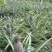 凤梨苗地菠萝苗当年结果可盆栽