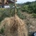 紫莓苗树葡萄黑加仑苗当年结果基地直供批发品质保证