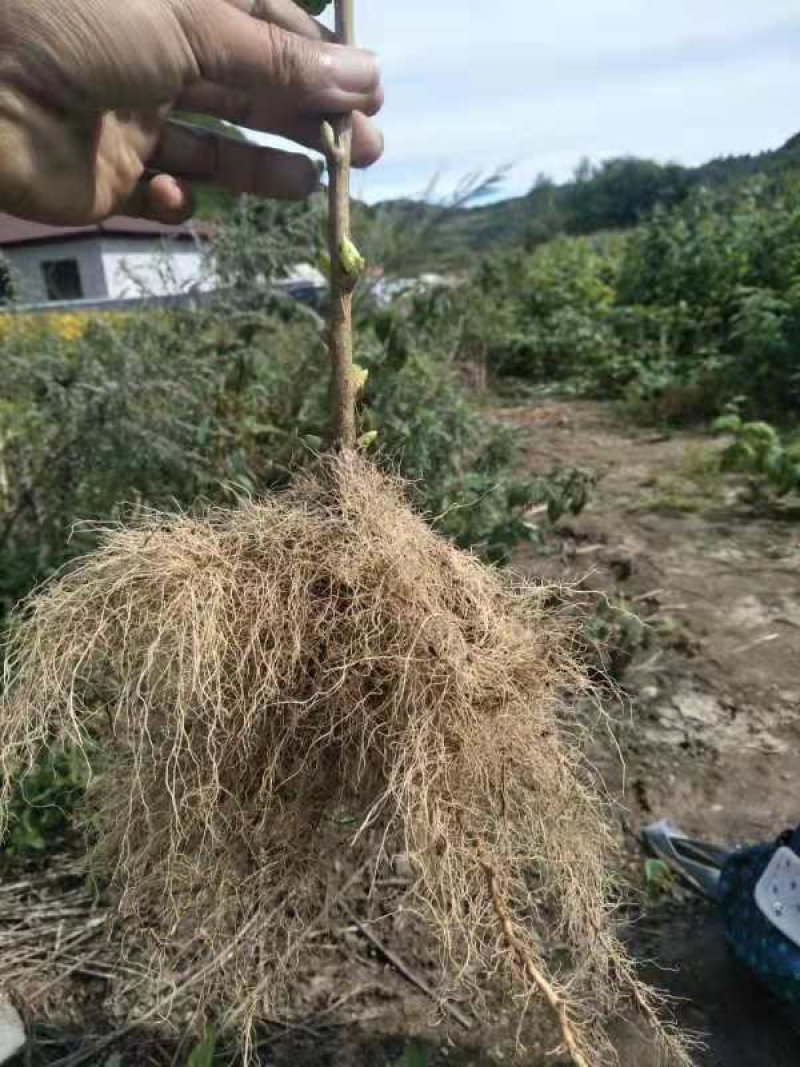 紫莓苗树葡萄黑加仑苗当年结果基地直供批发品质保证