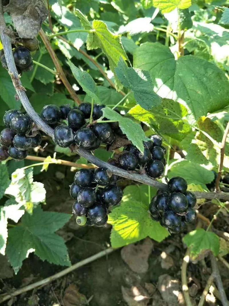 紫莓苗树葡萄黑加仑苗当年结果基地直供批发品质保证