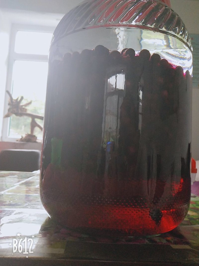 紫莓苗树葡萄黑加仑苗当年结果基地直供批发品质保证