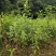 早熟李子苗米李青李嫁接苗南方种植当年结果晚熟广西三华李