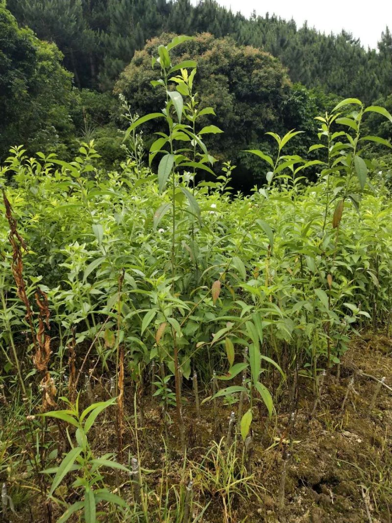 早熟李子苗米李青李嫁接苗南方种植当年结果晚熟广西三华李