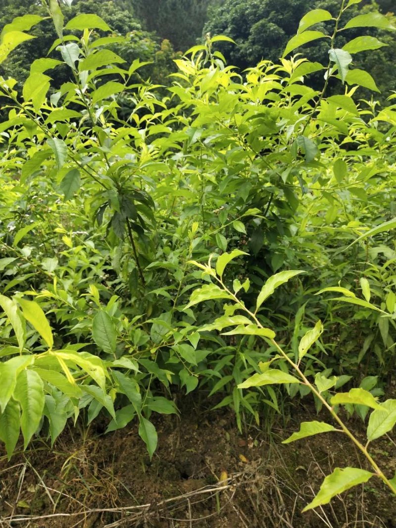 早熟李子苗米李青李嫁接苗南方种植当年结果晚熟广西三华李