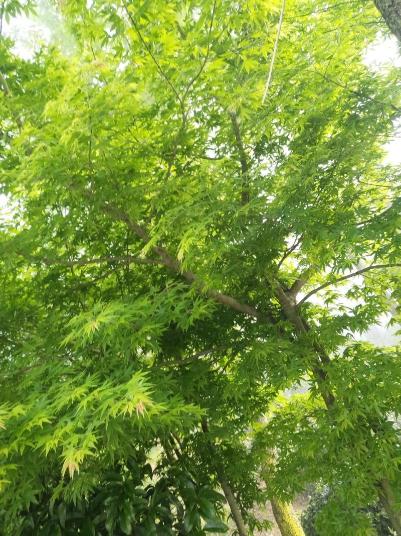 鸡爪槭