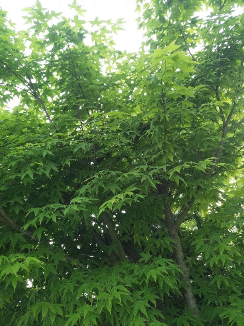 鸡爪槭