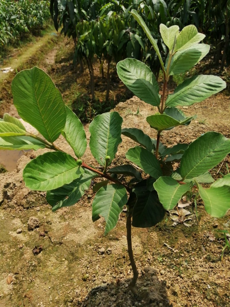 西瓜番石榴苗30~50cm