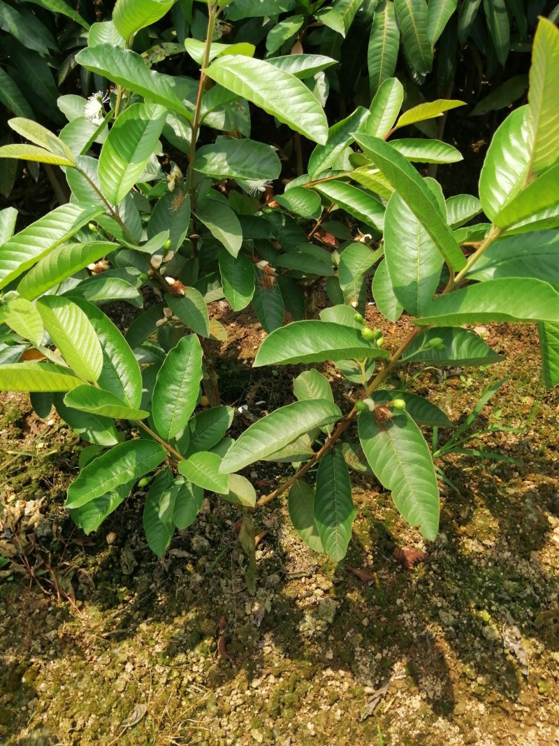 西瓜番石榴苗30~50cm