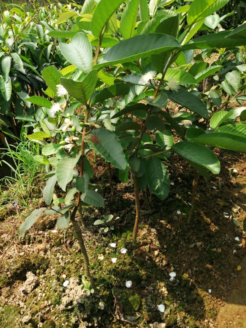 西瓜番石榴苗30~50cm