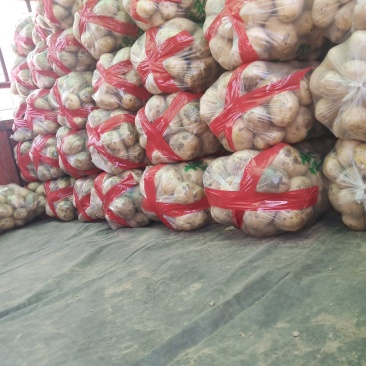 城固土豆三两以上大量上市有6千亩地以上现货