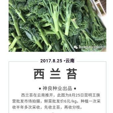 西兰苔种子5g/袋