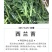 西兰苔种子5g/袋