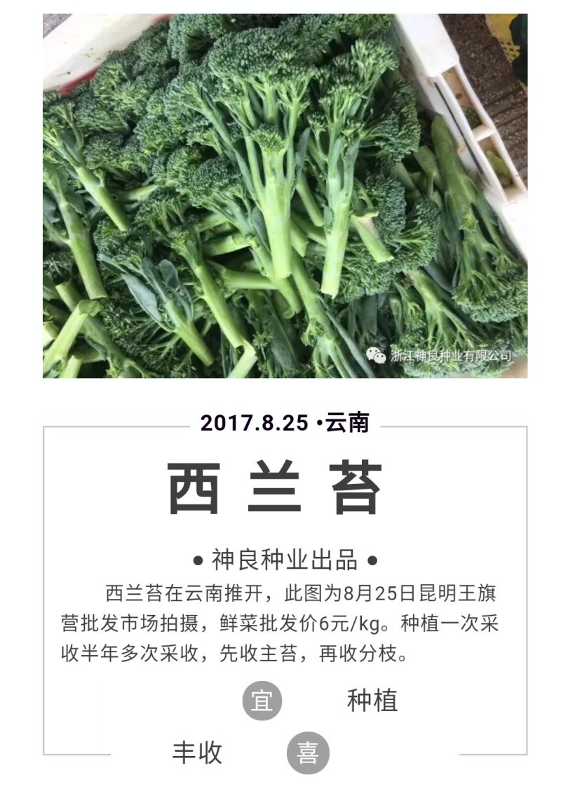 西兰苔种子5g/袋