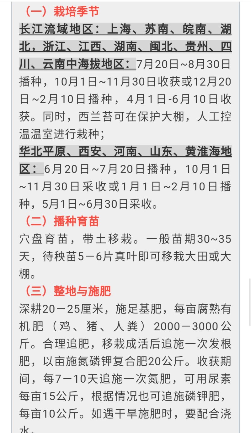 西兰苔种子5g/袋