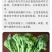 西兰苔种子5g/袋