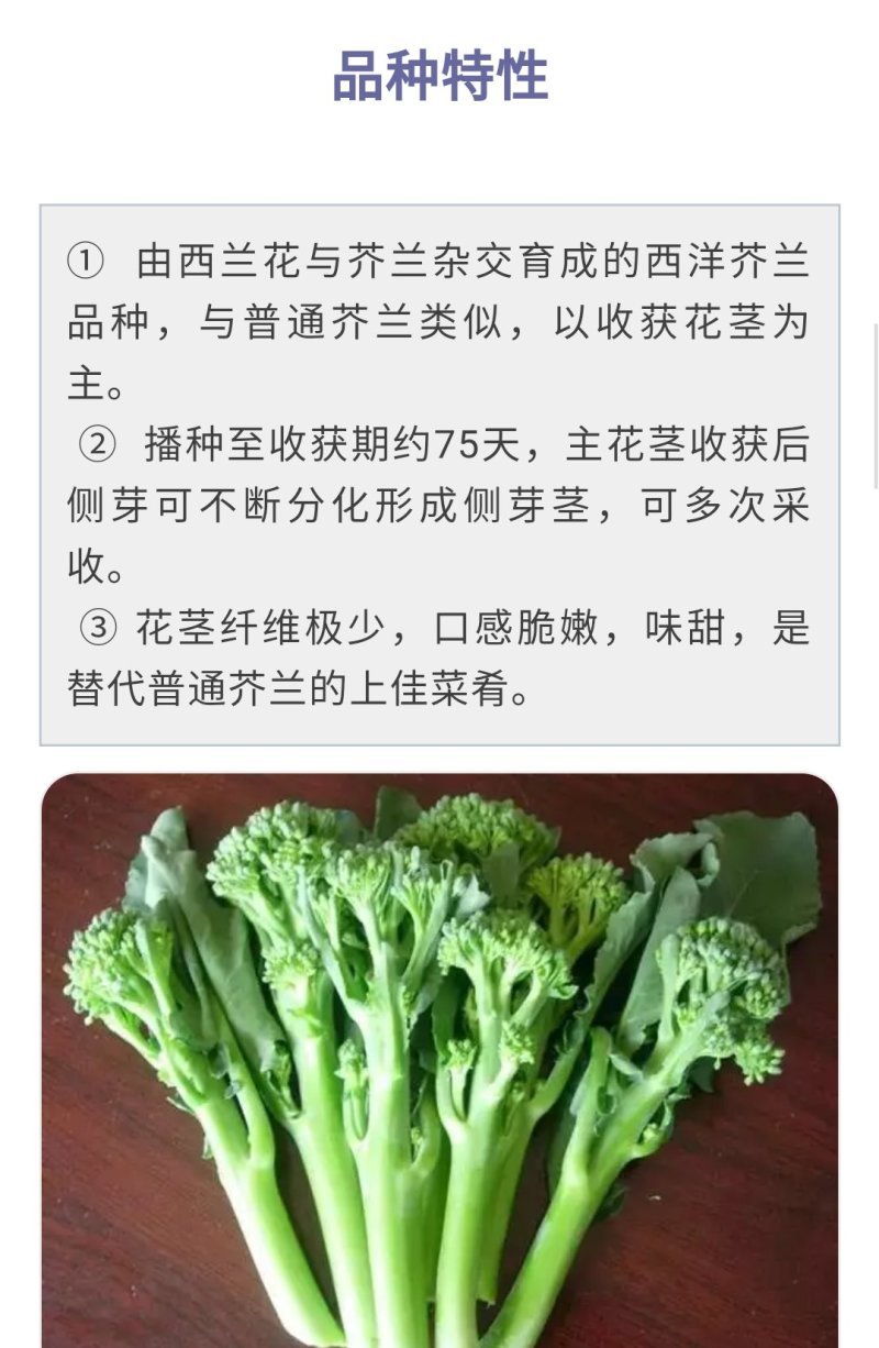 西兰苔种子5g/袋