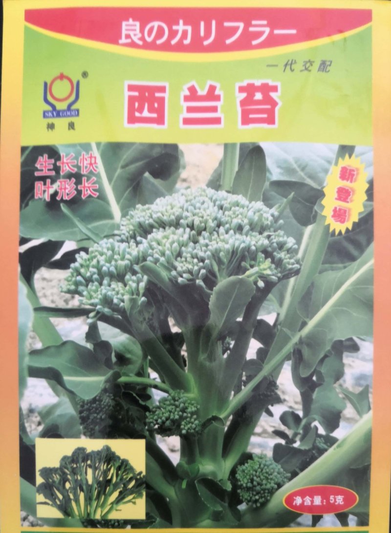 西兰苔种子5g/袋