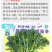 西兰苔种子5g/袋