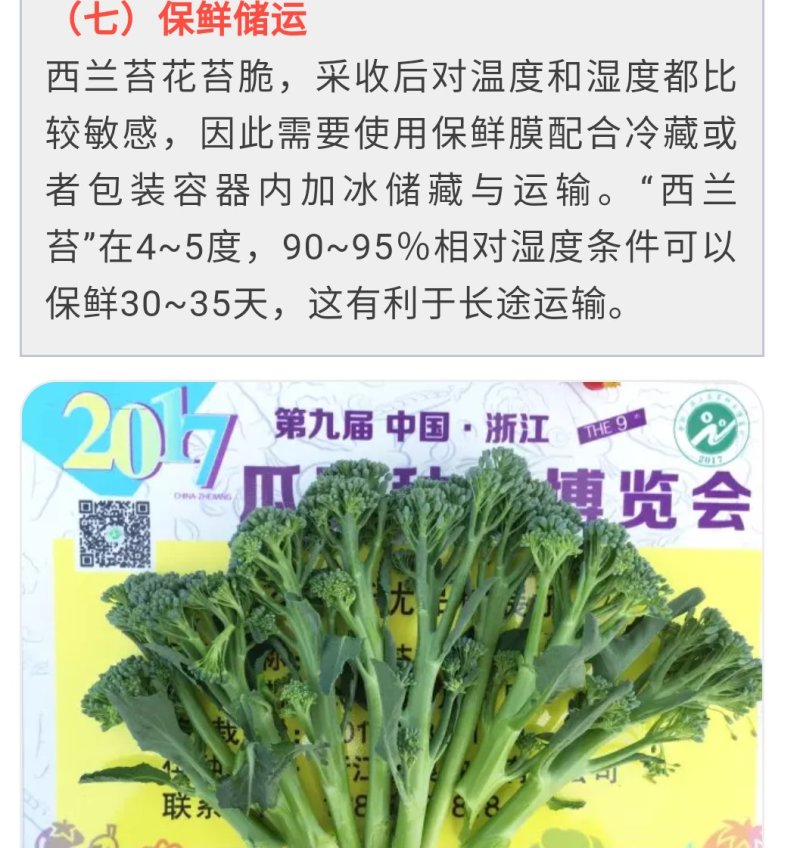 西兰苔种子5g/袋