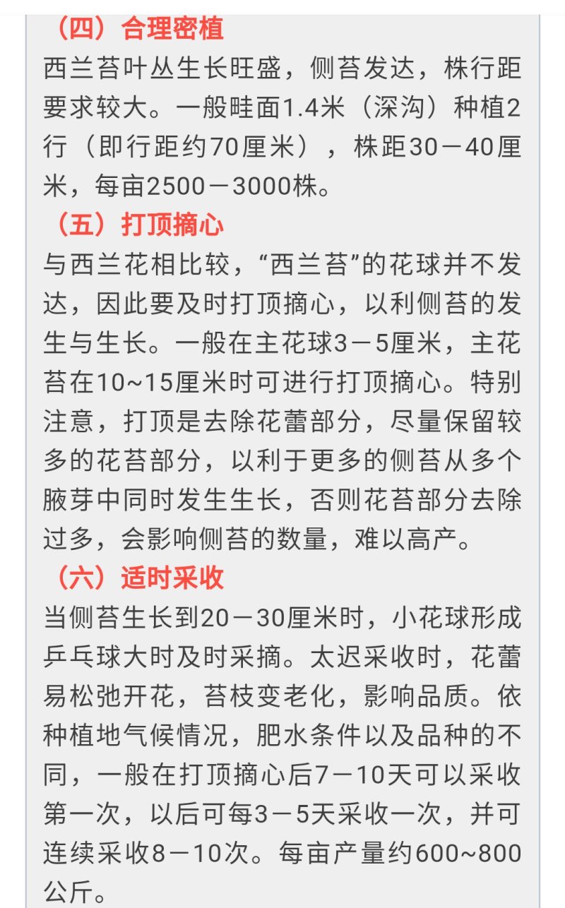 西兰苔种子5g/袋