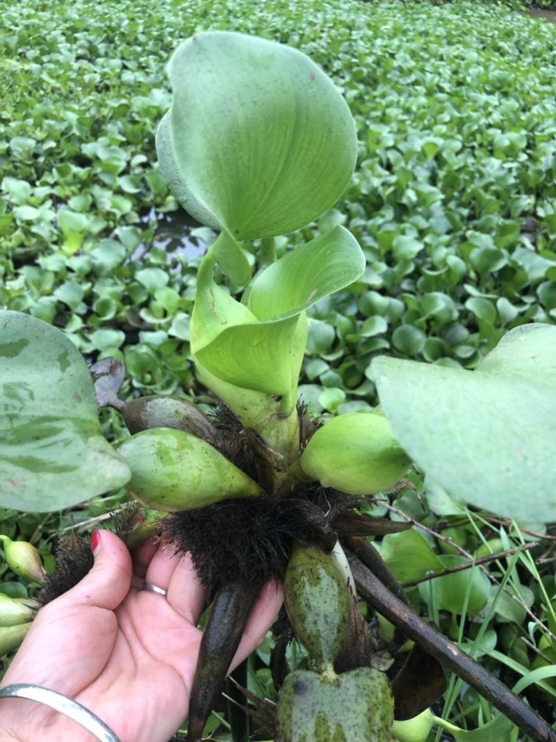 水葫芦，又名风凤眼莲。